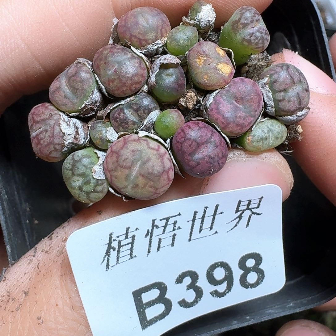 398号多肉植物哇cb n