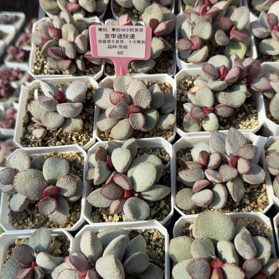 圣姬多肉量拍链接