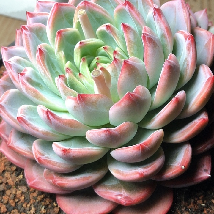 猫****啡5///////////////////