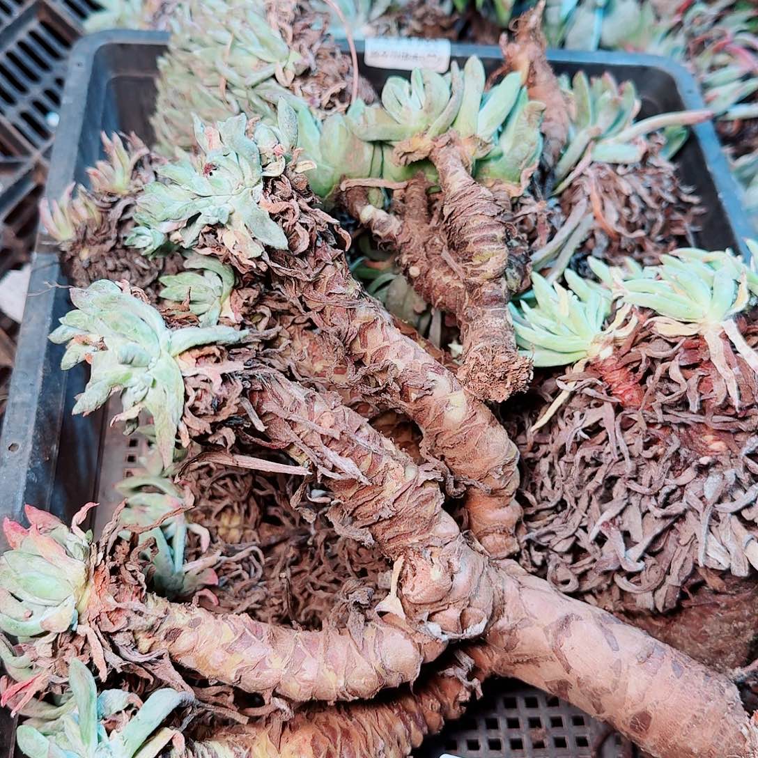 9214瑕疵框拍不售后