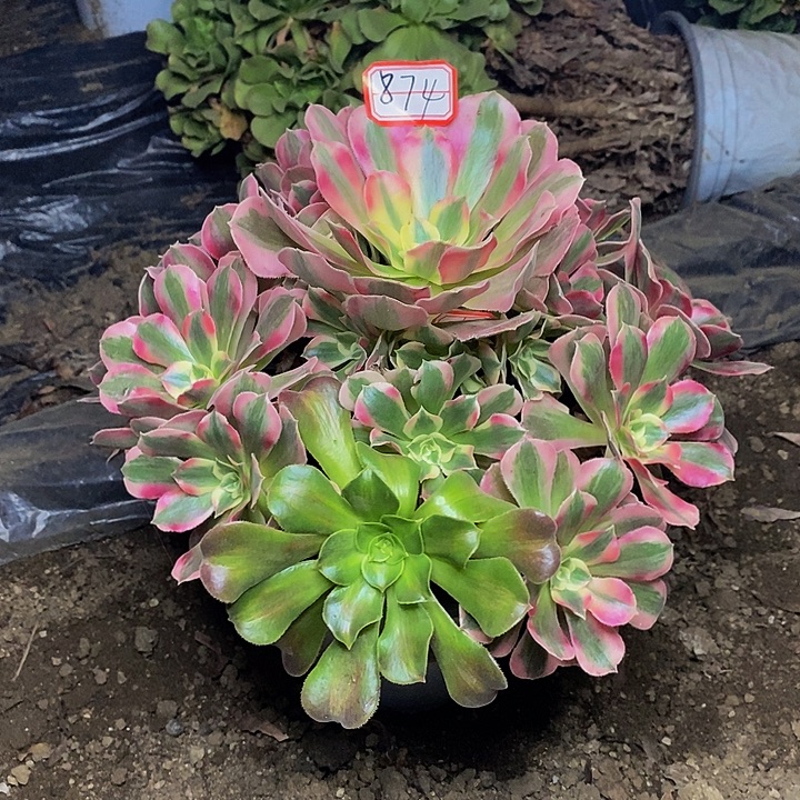 粉女巫老桩捧花874号