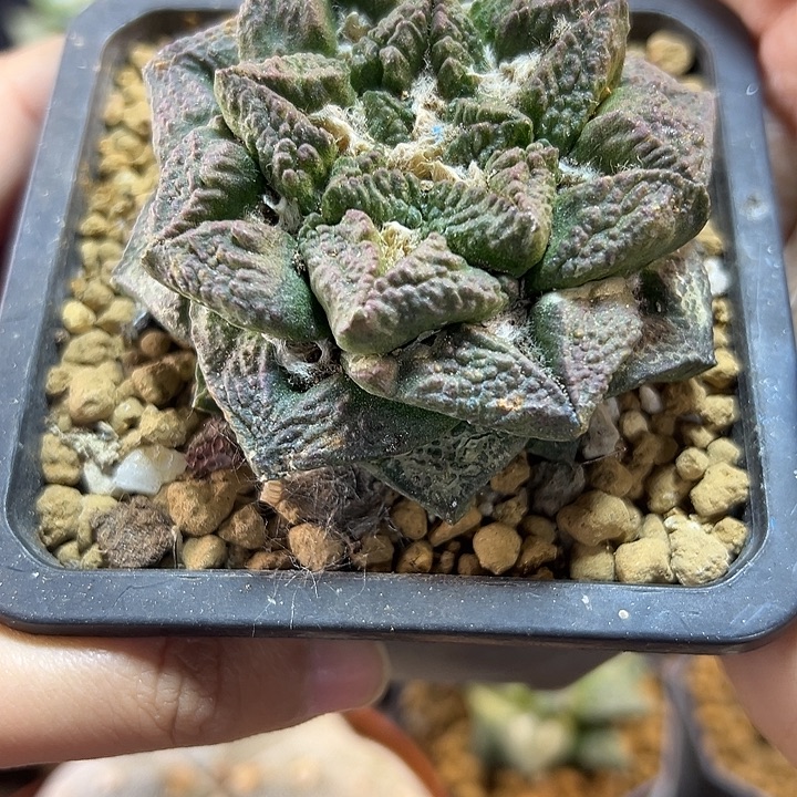 102号自根龟甲连山7.1公分