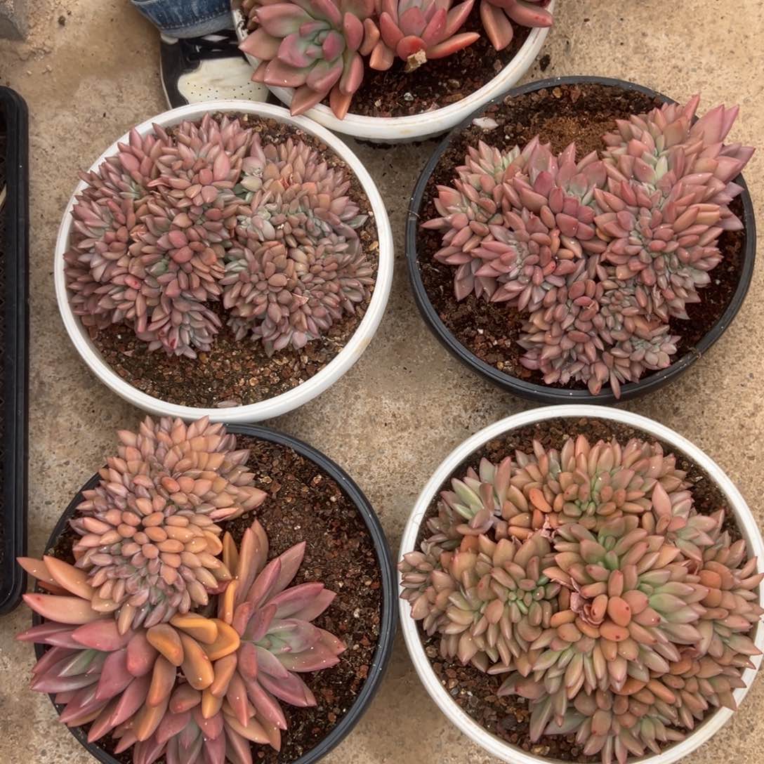 桃花源缀化00000000000