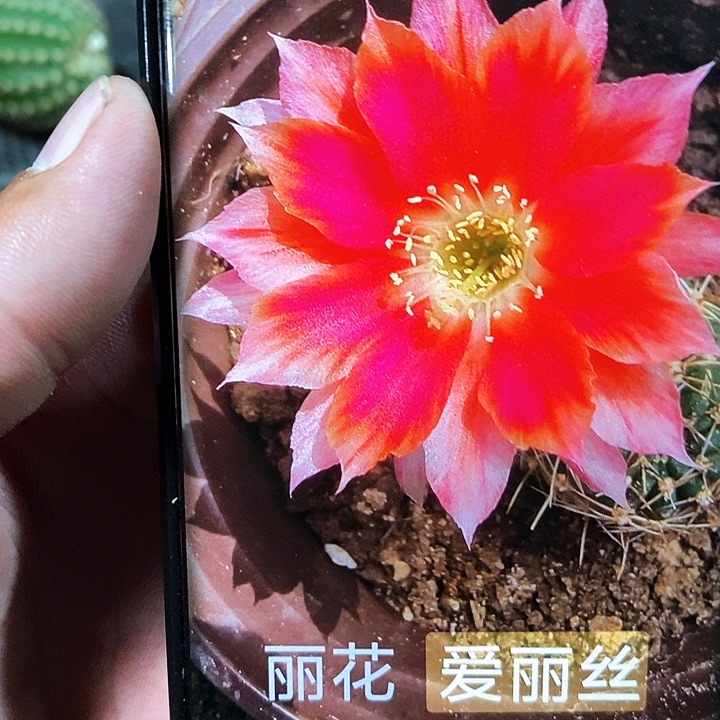 丽 爱丽丝/侧芽歪20包邮/