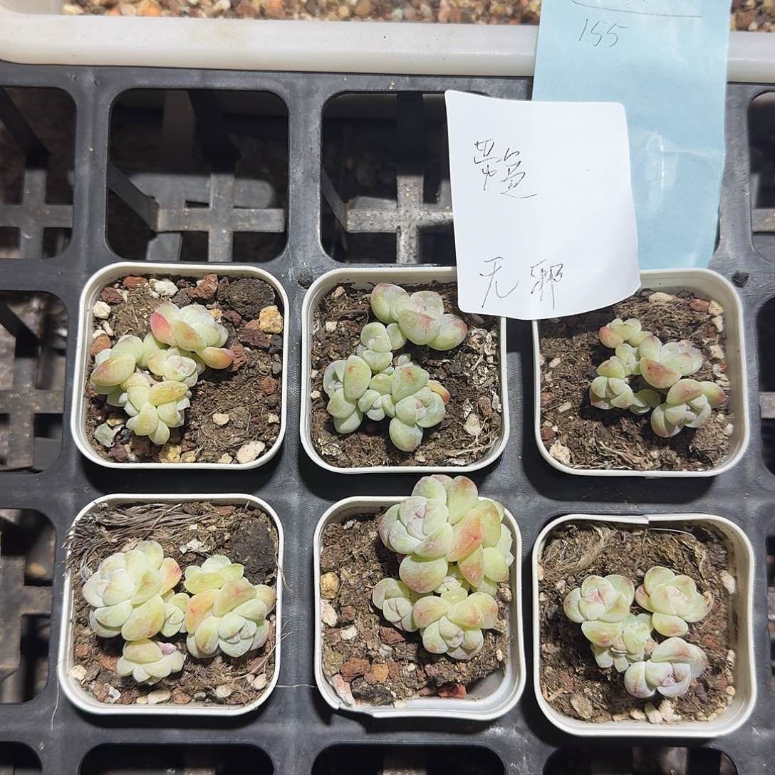 无邪一物一拍专拍