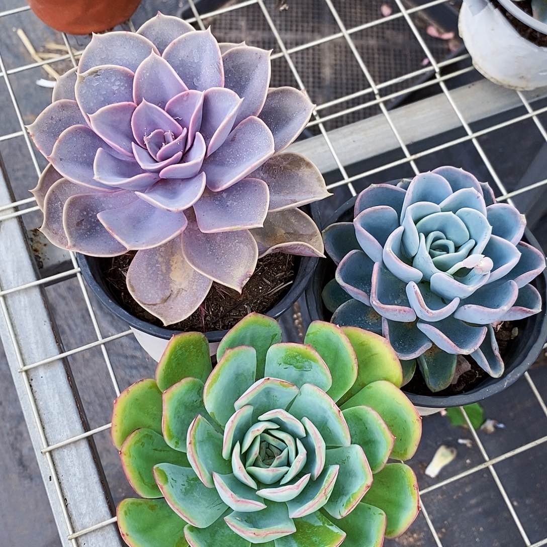 紫丁香➕美尻➕晨露各一盆大单头
