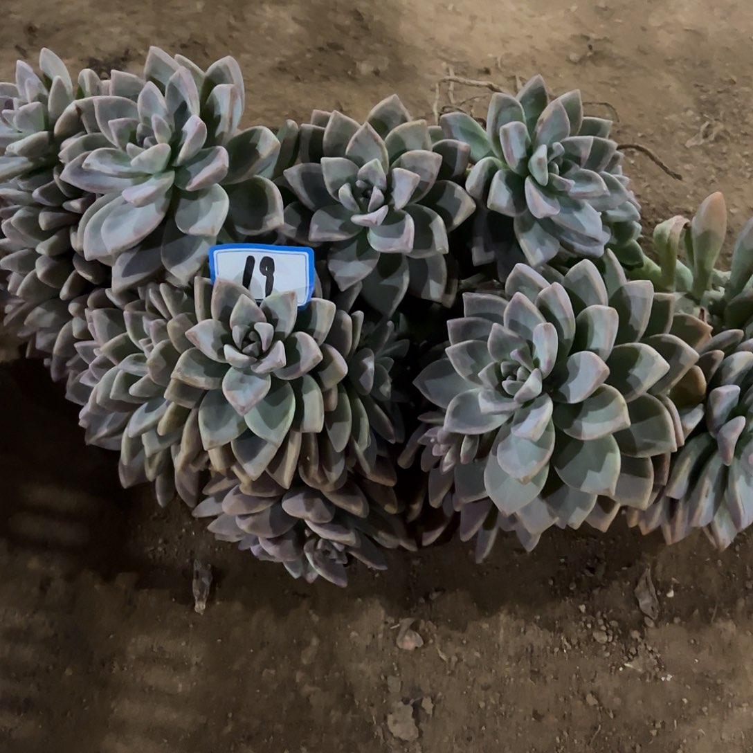 智***慧20号淡雪缀化一物一拍