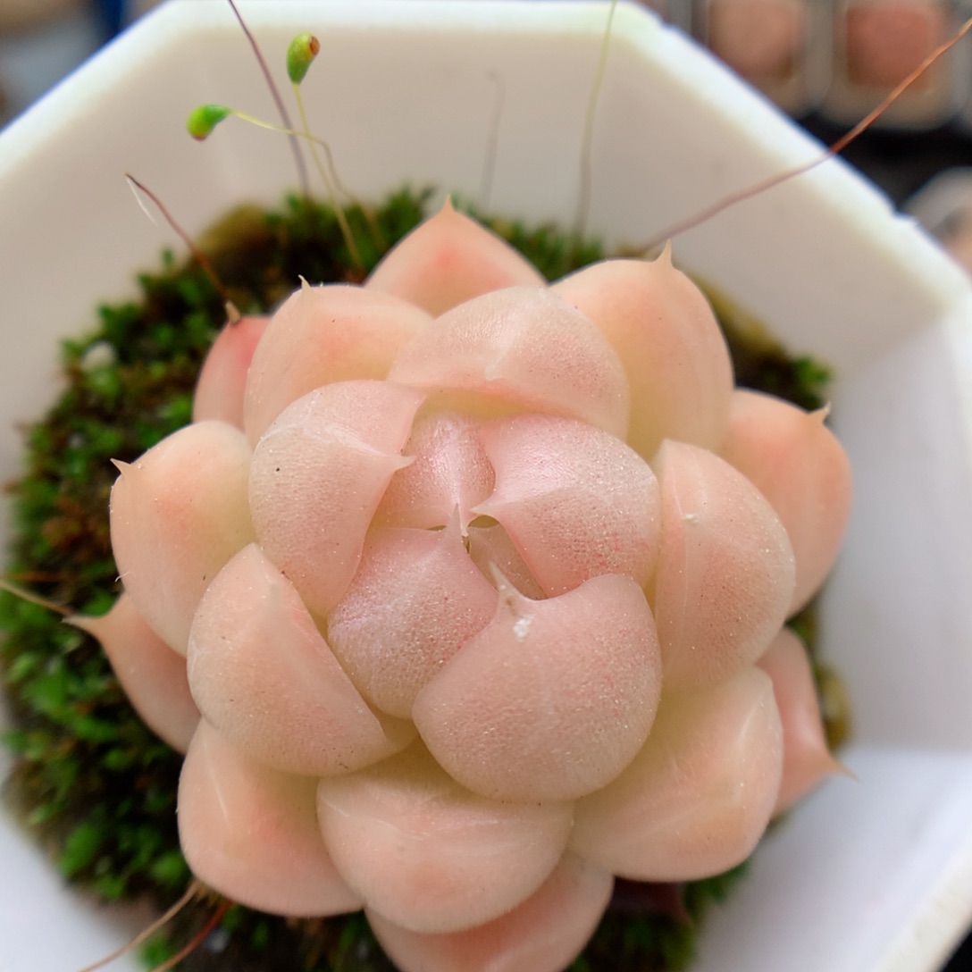 多肉。         麦秆1