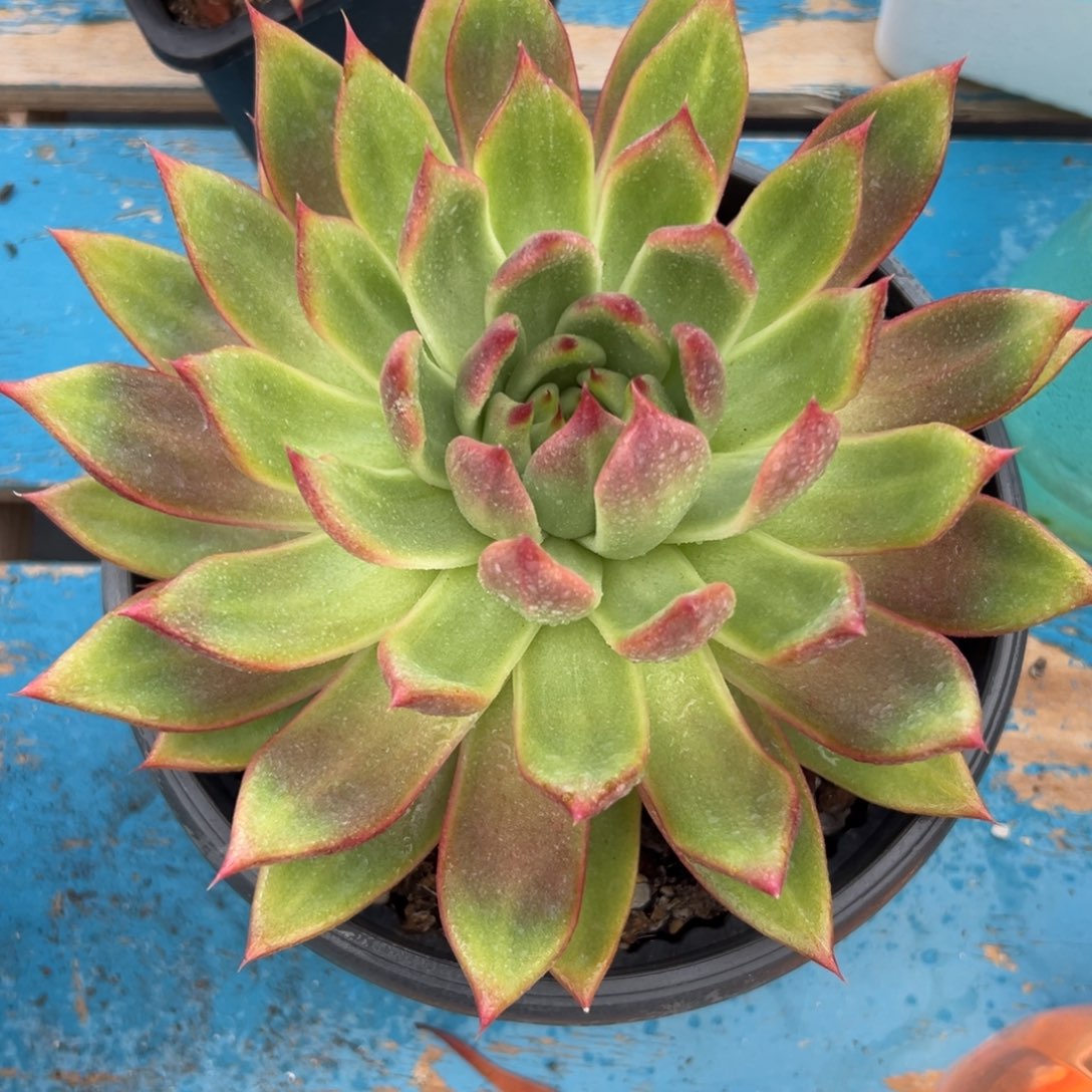 东云杂，一物一拍01