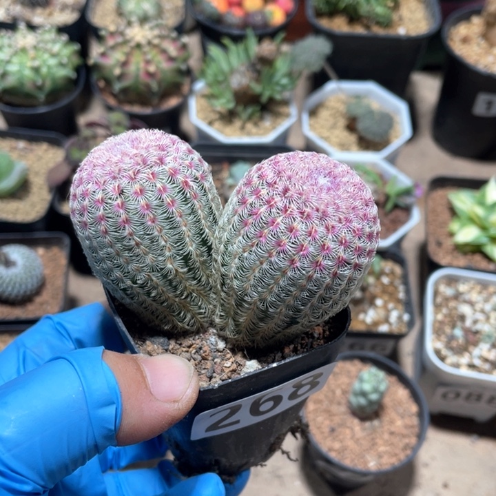 268实生红太阳双头