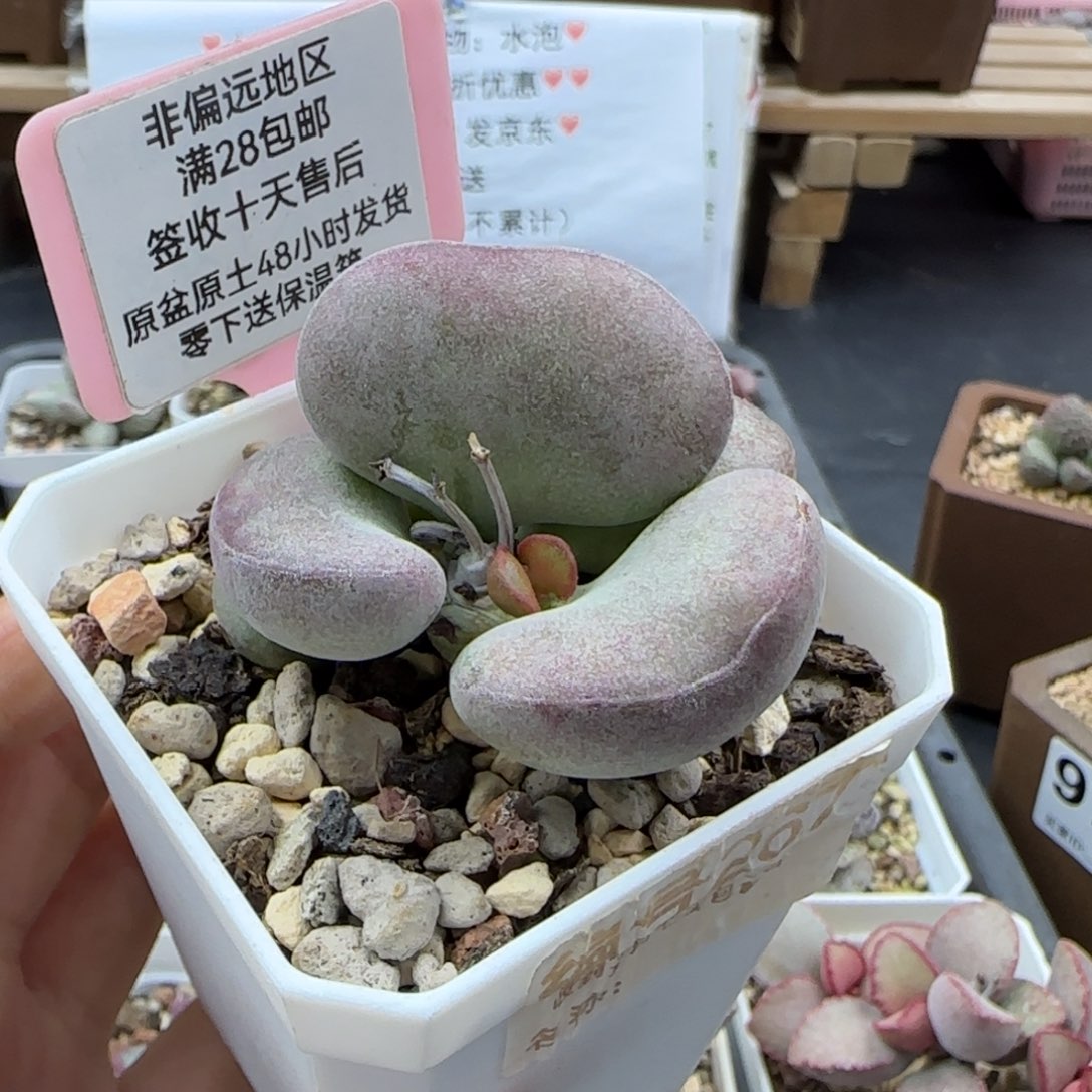 267德系紫蛋多肉植物