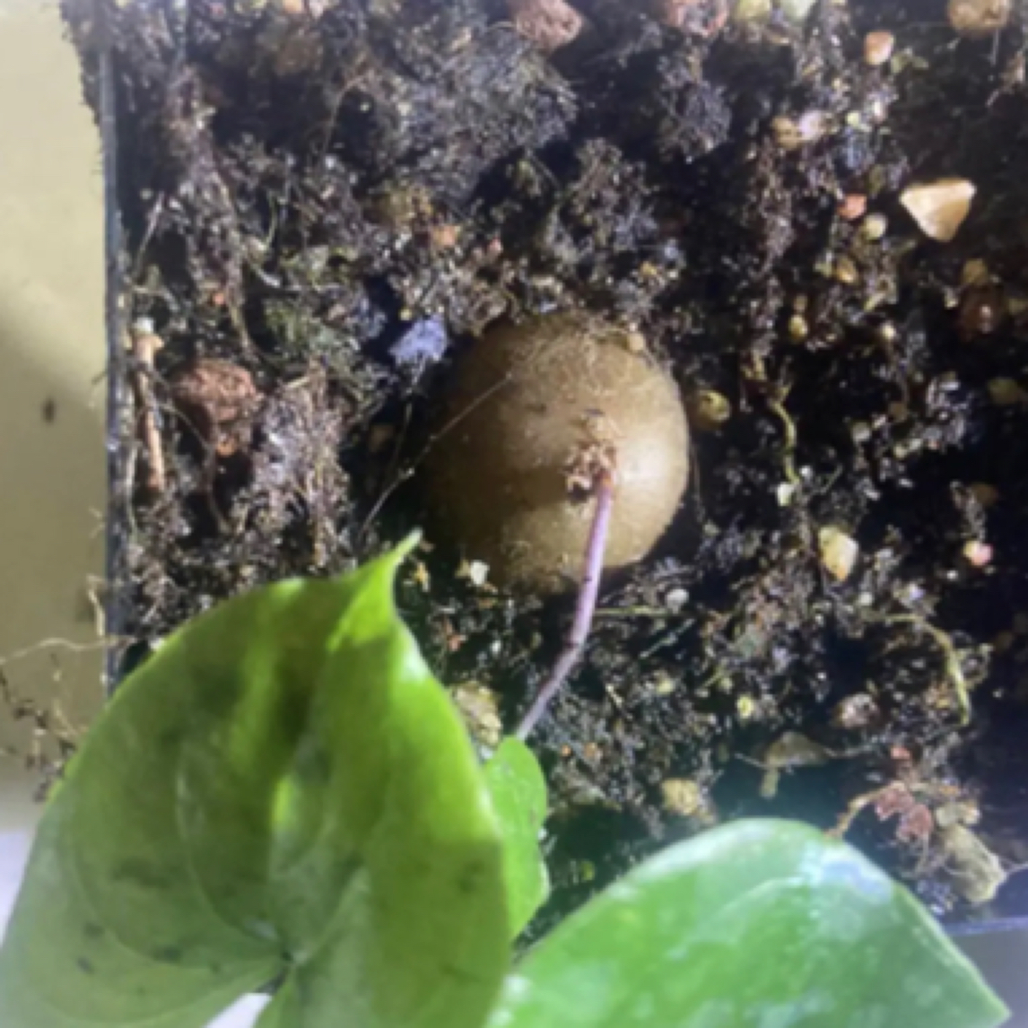 块根 龟甲龙 多种规格