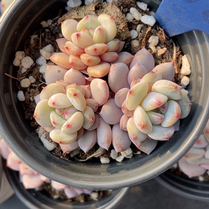 10玉芙蓉多肉植物保护