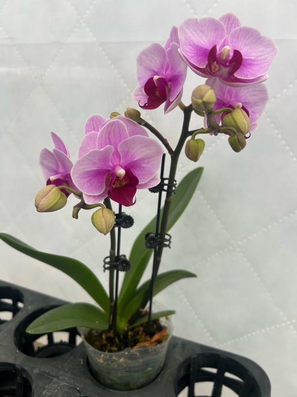 （宝贝01）蝴蝶兰 花期长 好养护