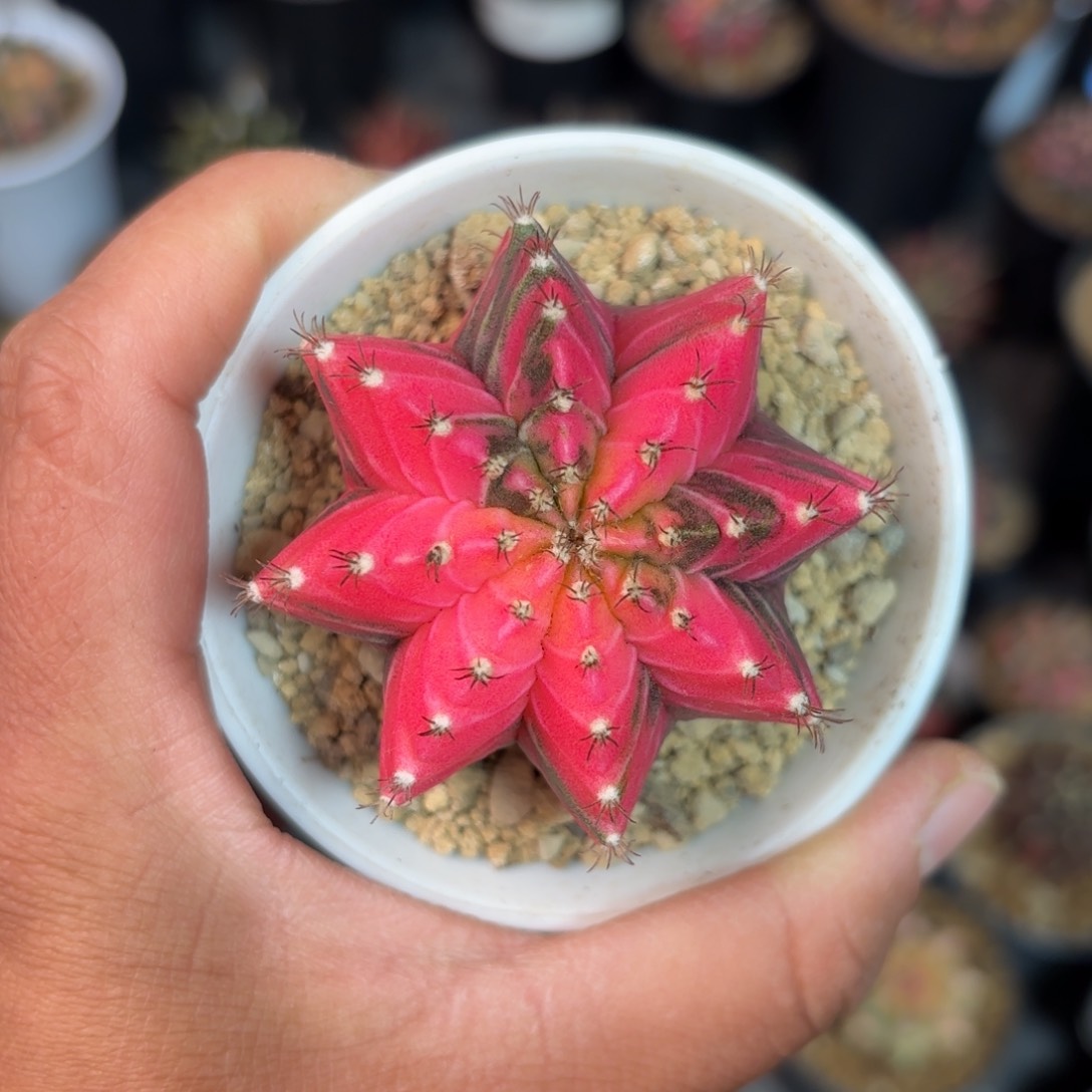 泰系实生米哈仙人球27