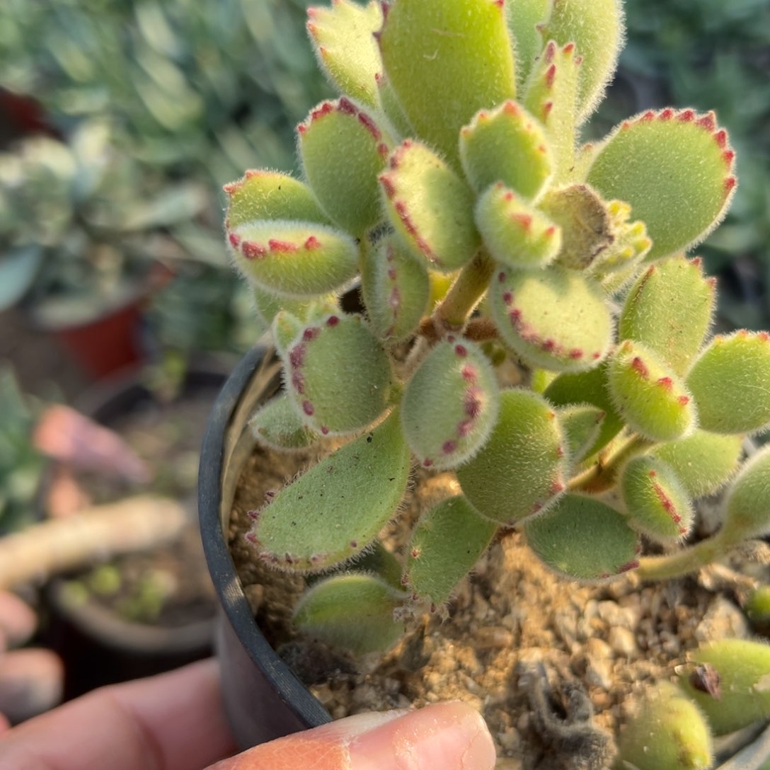 多肉植物熊童子群