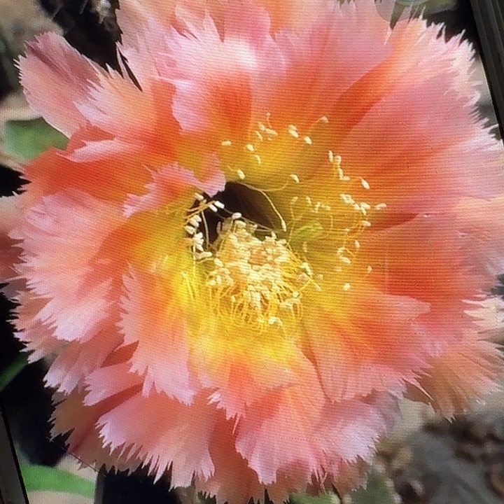 凤一侧芽4公分彩草