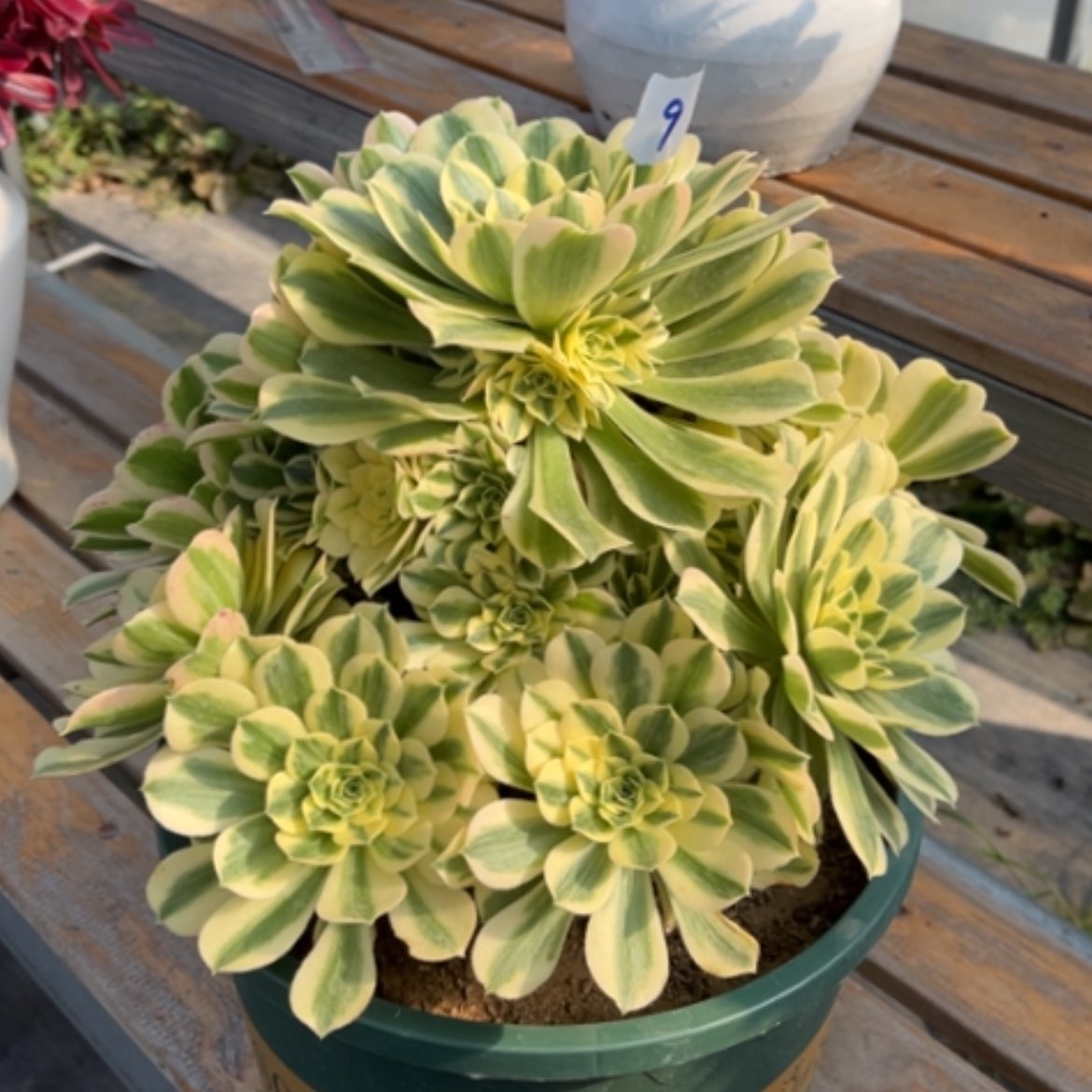 【闪购商品】9迈巴赫多肉法师