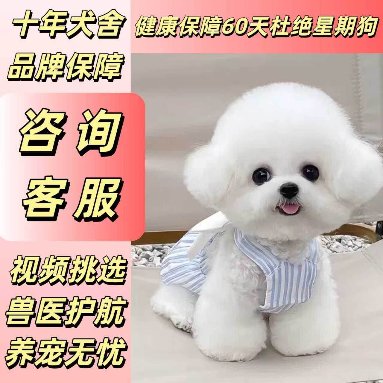 比熊博美泰迪精选小体犬新 kd