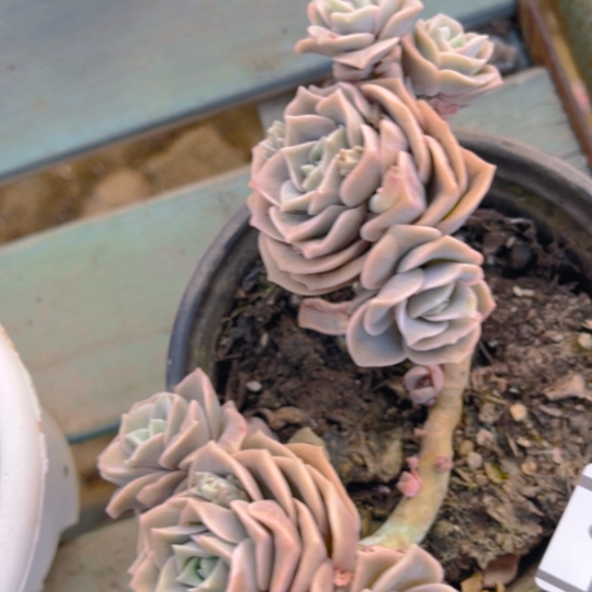 【闪购商品】可爱玫瑰9头15278