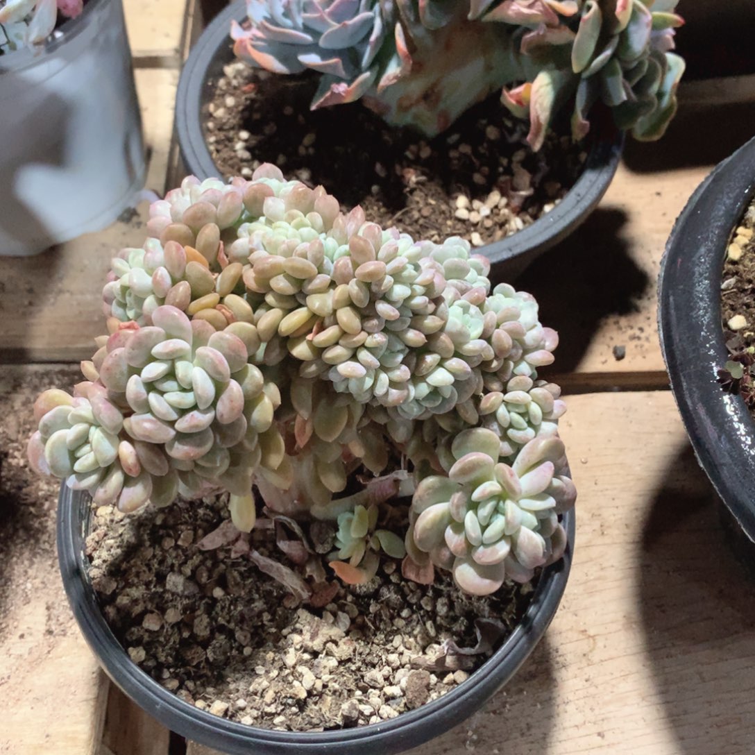 多肉植物多肉植物