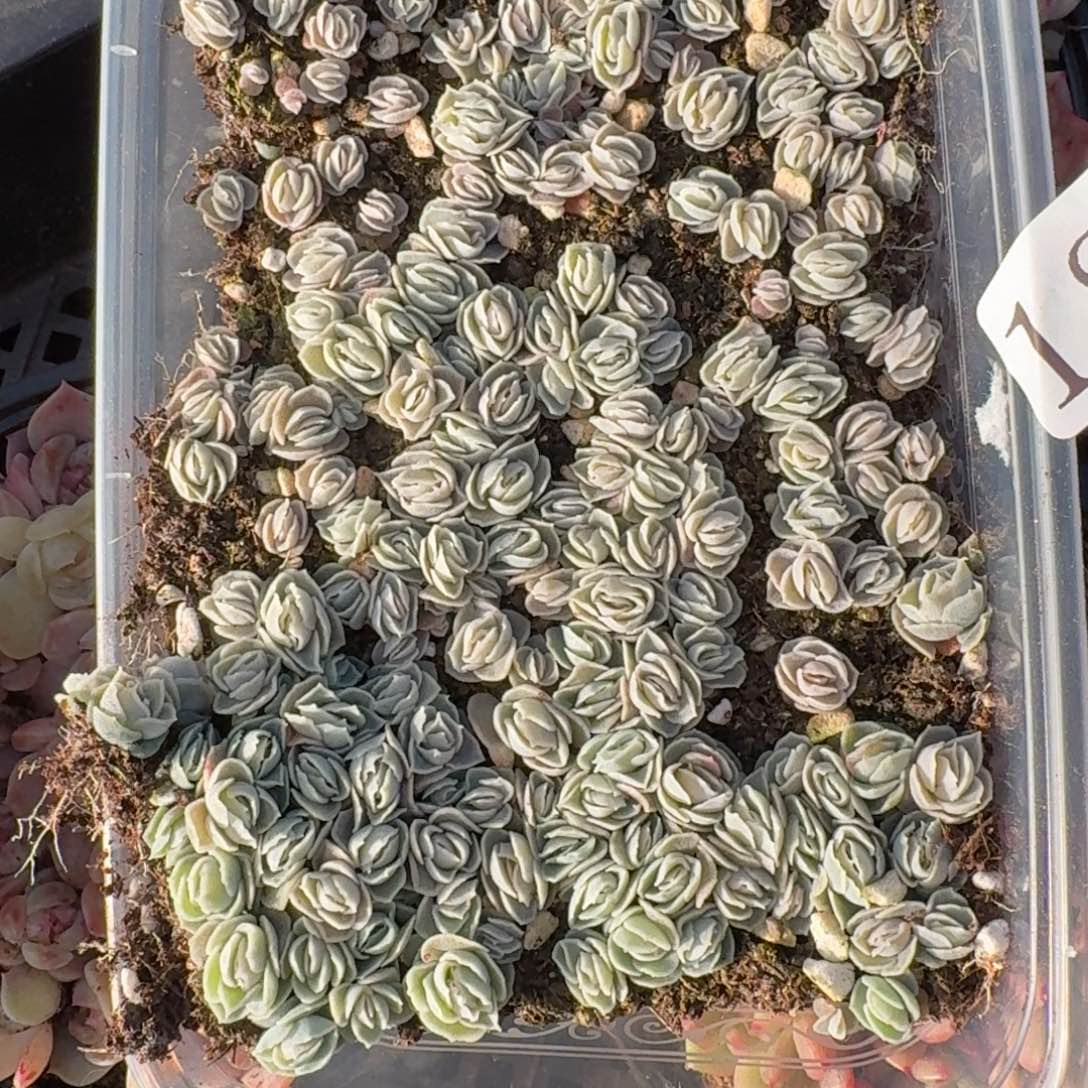 多肉植物多肉植物18