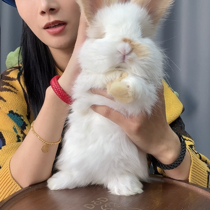英系安哥拉兔胡子碎