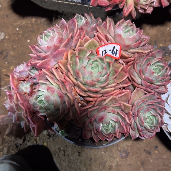 灿***烂精品多肉植物老桩