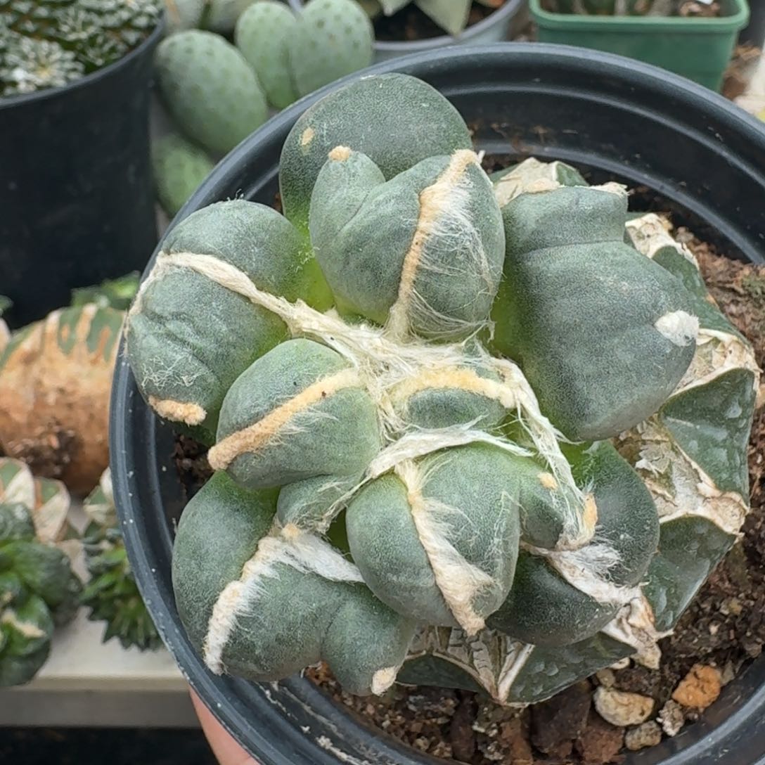 【闪购商品】无花朵变尤蛋