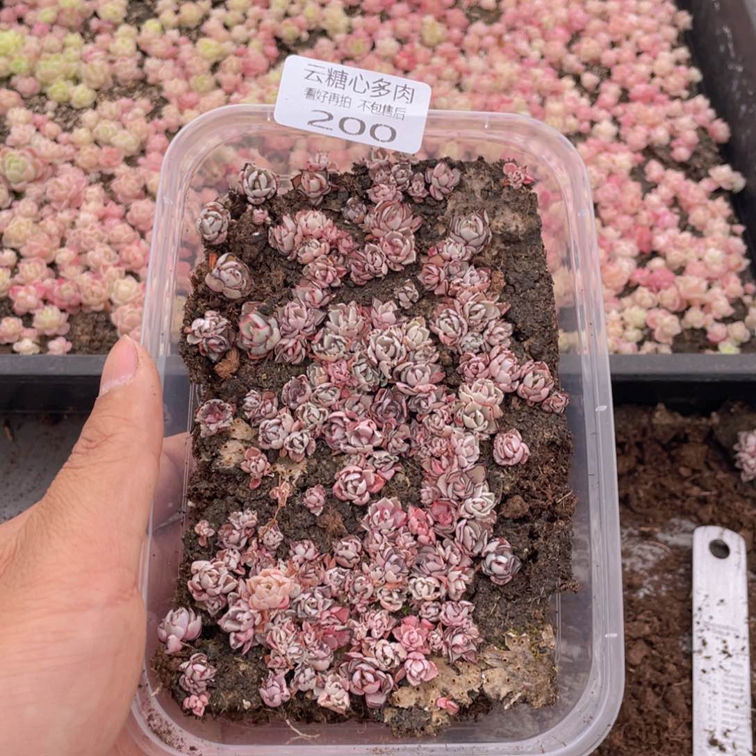 云糖心多肉植物200
