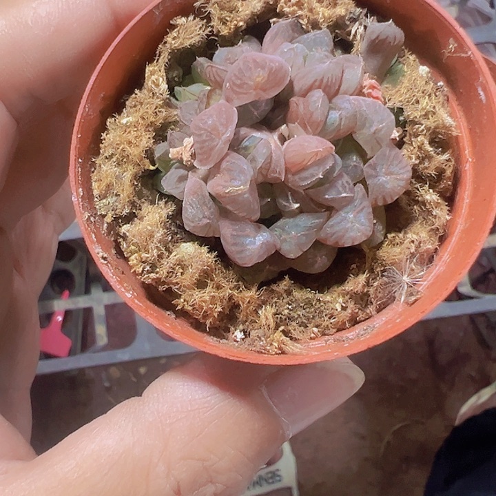 姬玉露精品多肉植物