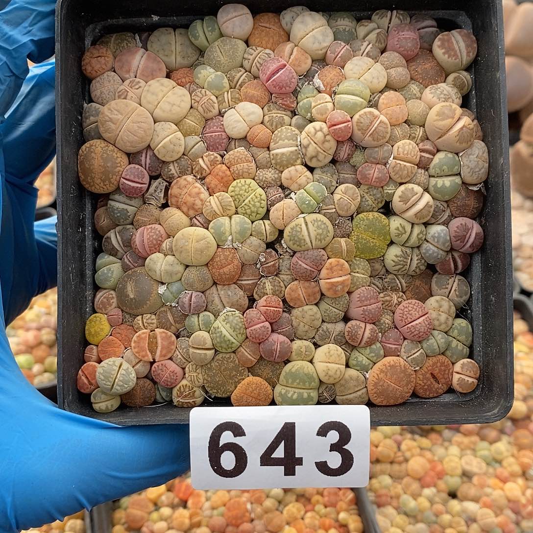 ?**哥643 生石花彩拼 带盆土