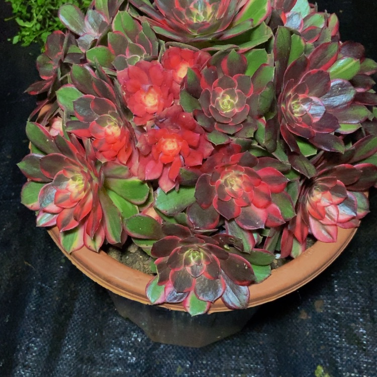 【闪购商品】?**煜940黒魔锦多肉