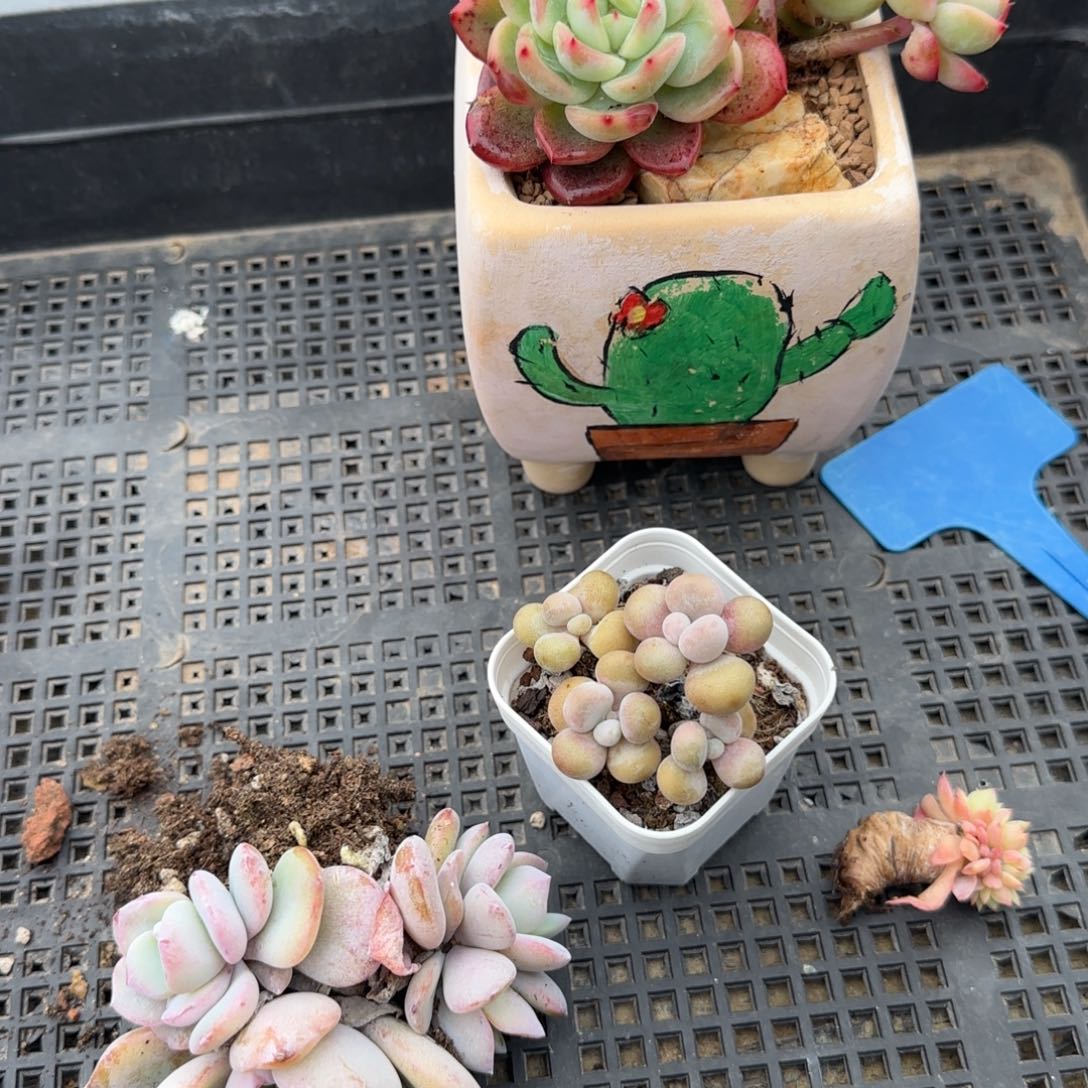 吃***菜多肉植物，哇塞哇塞，四颗