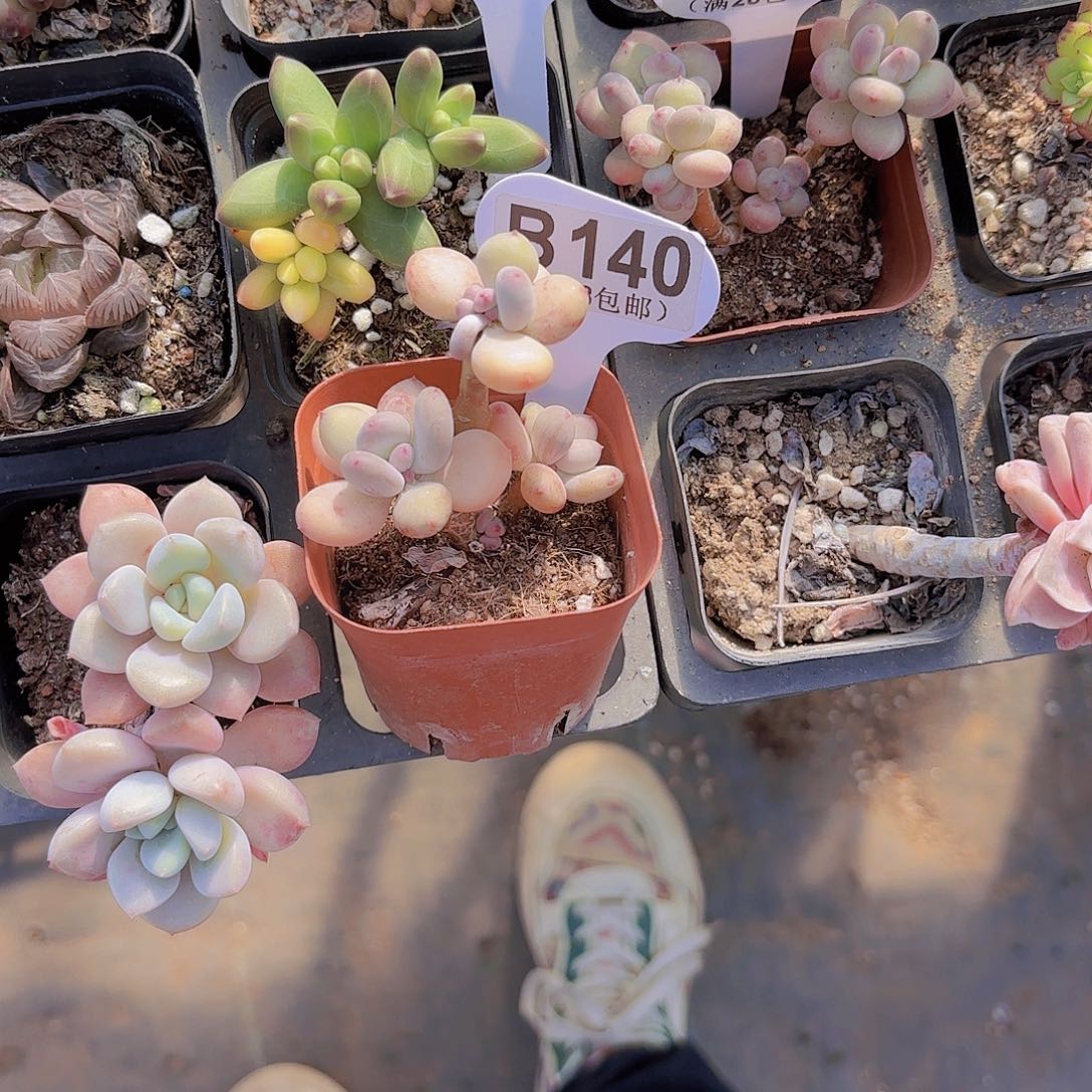 晚*B140四代奶一物一拍