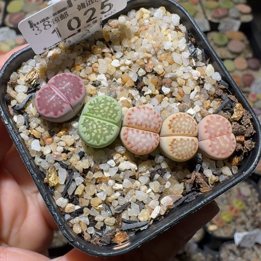 老板亏本卖高品质1025