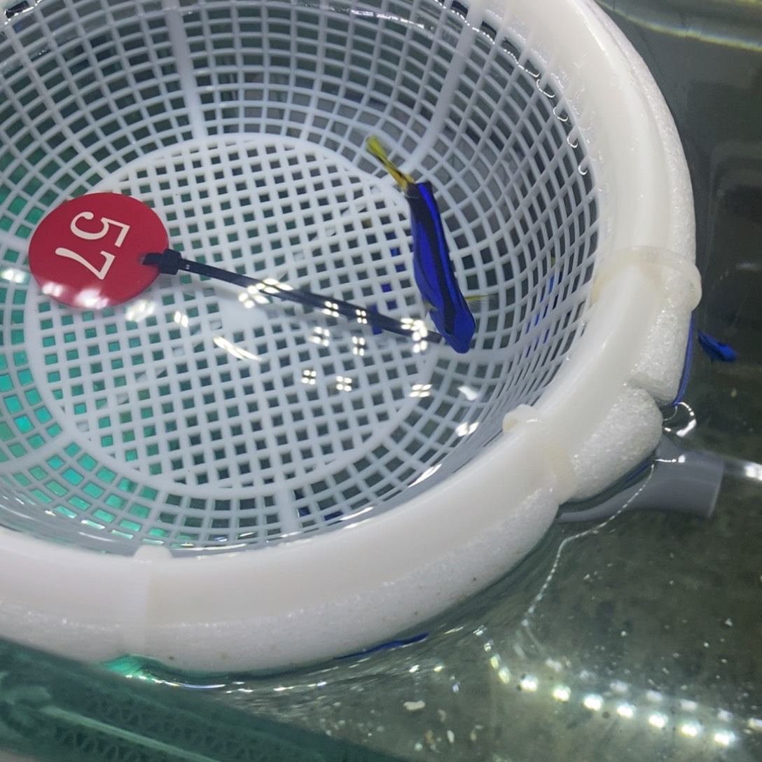 海水鱼蓝吊6cm免包装