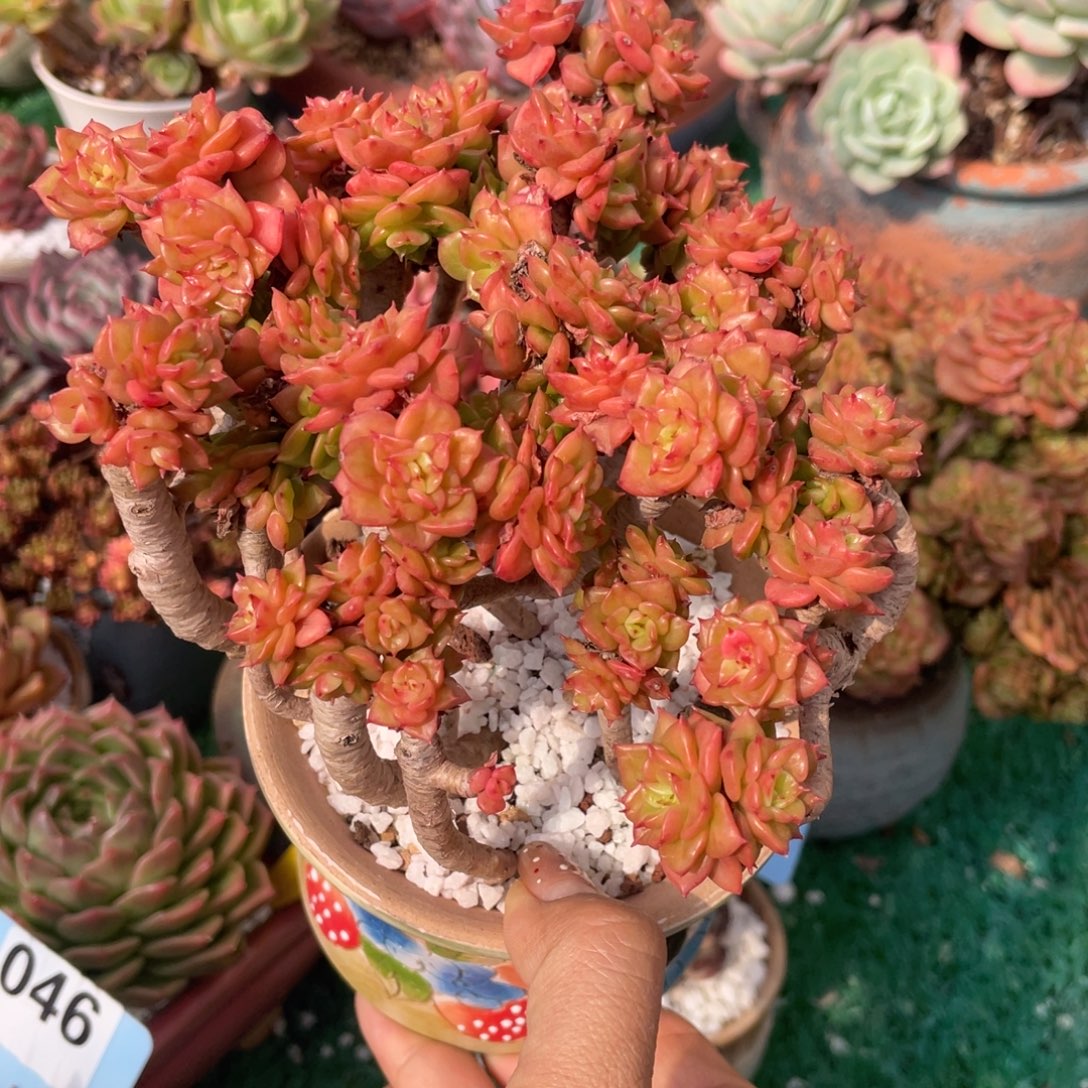 多肉植物盆栽多肉