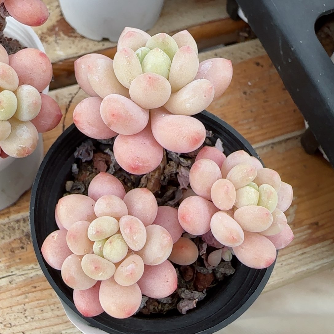 花语逸镜0205-564