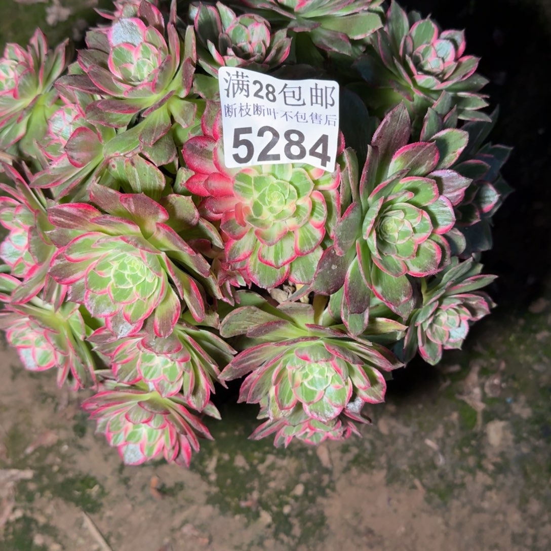 5284万话筒多肉植物