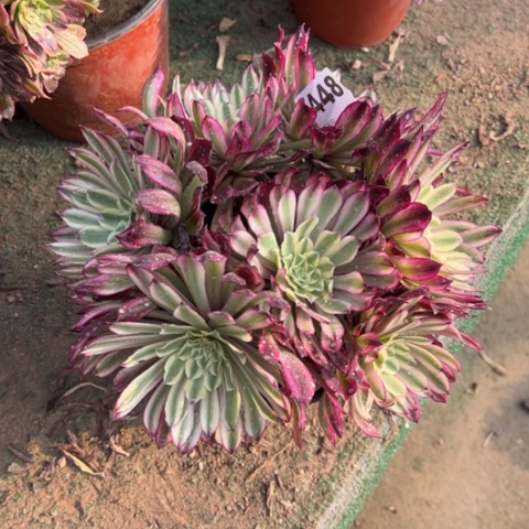 448仙魔朵朵多肉，