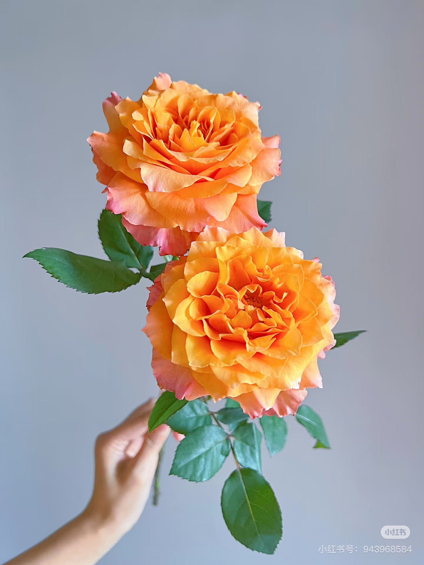 火灵鸟单头玫瑰  鲜花批发云南基地直发十支（包邮）