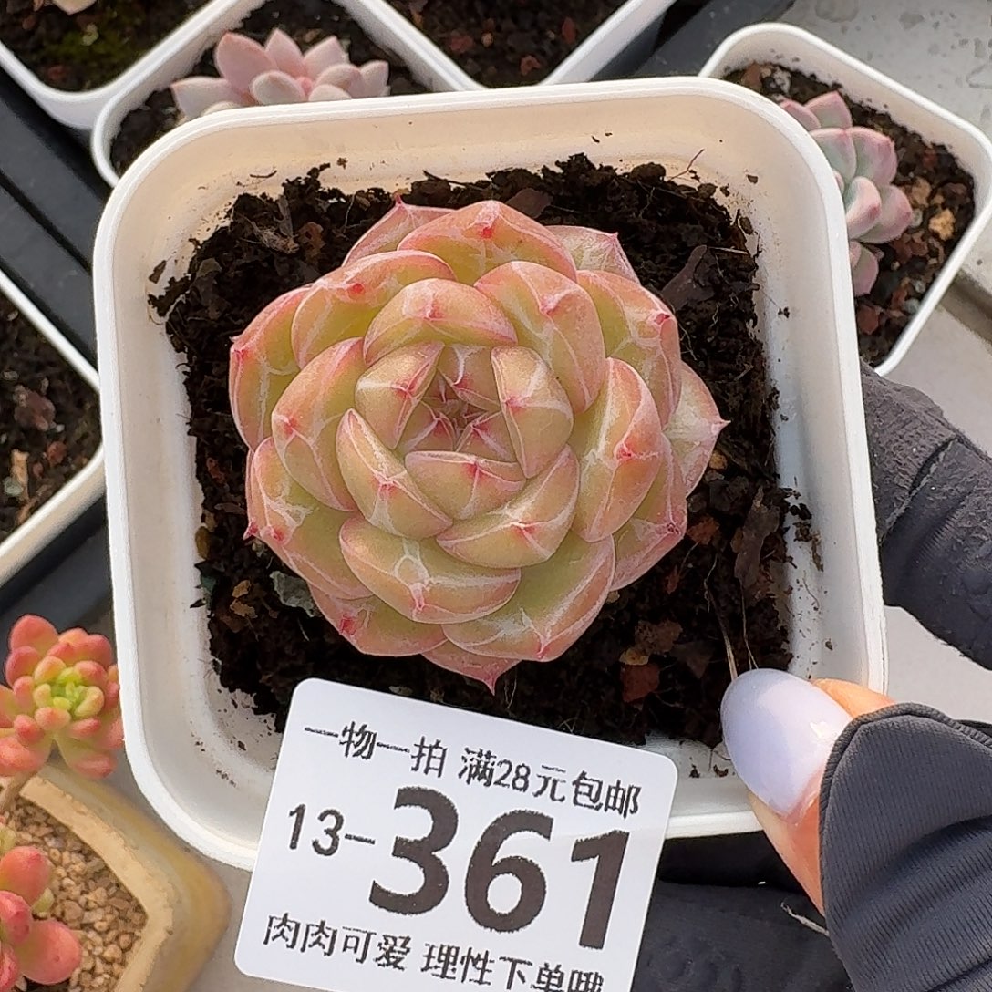 雪花珍妮无盆无发货我