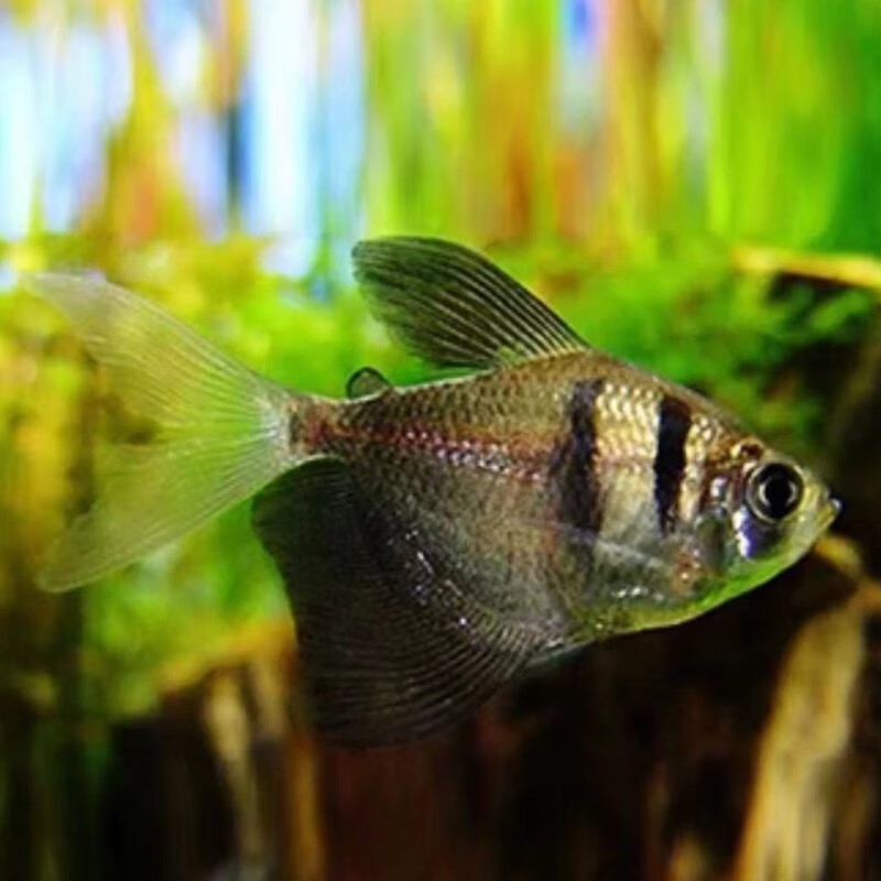 黑裙鱼低氧耐活热带黑条纹