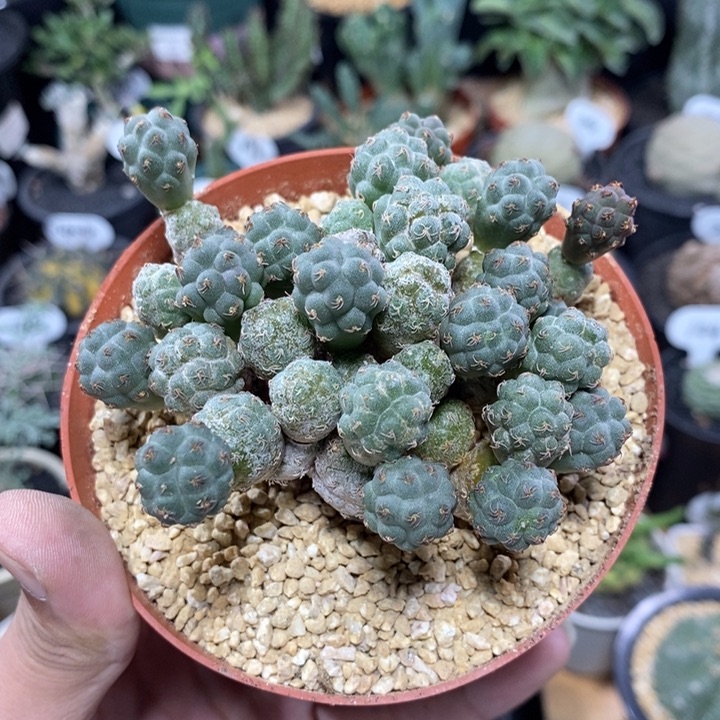 实生足球团扇331号8.8cm