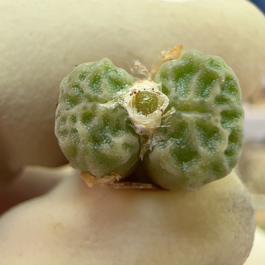 762超级烧麦优选