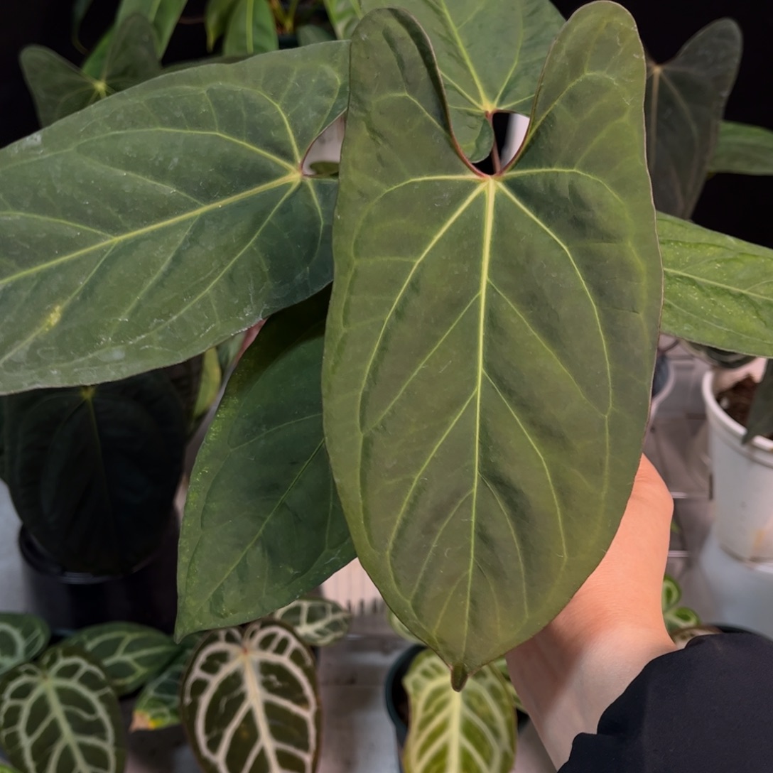 无花朵papi杂（2333）