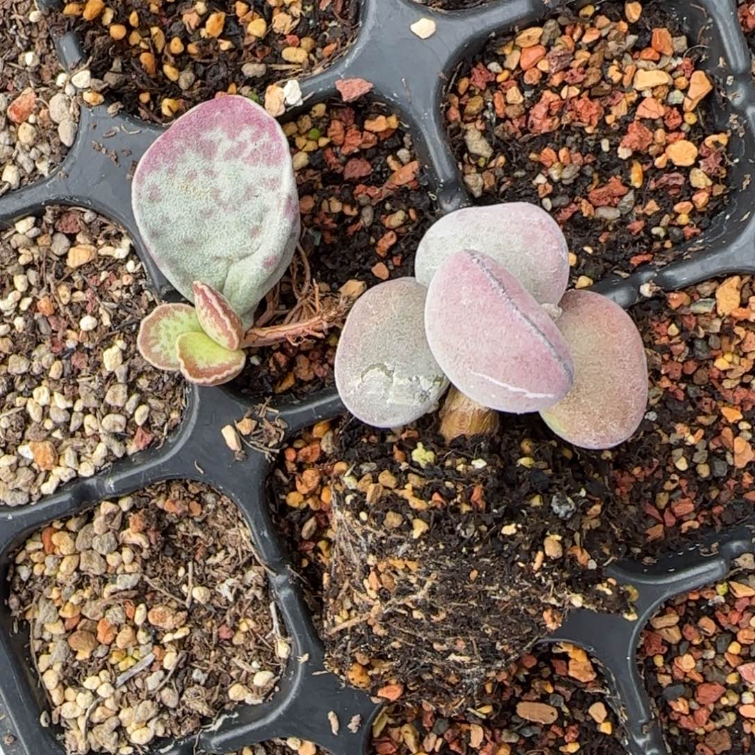 希***嘻水泡组合艾薇花蛋球球紫蛋水泡