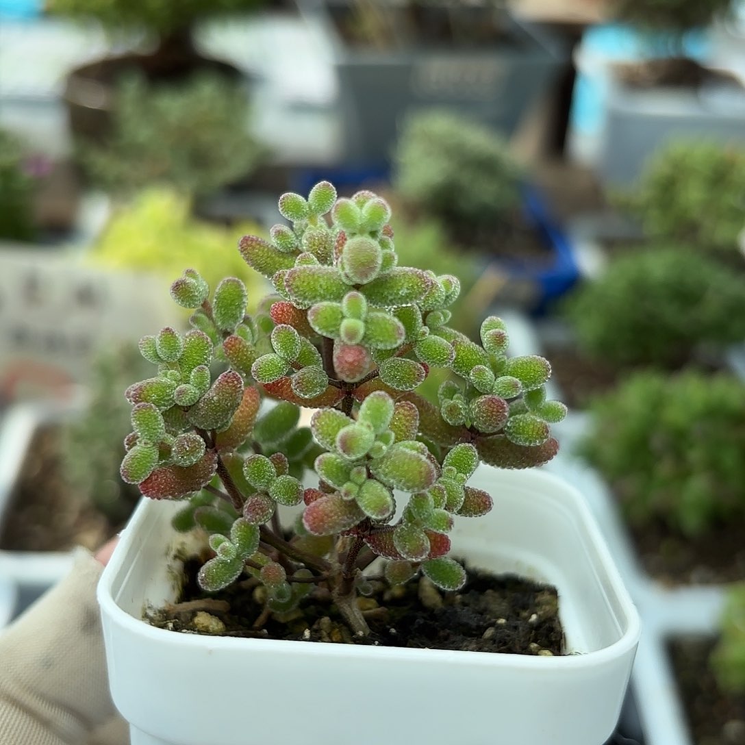 实生蜜叶糖球046。