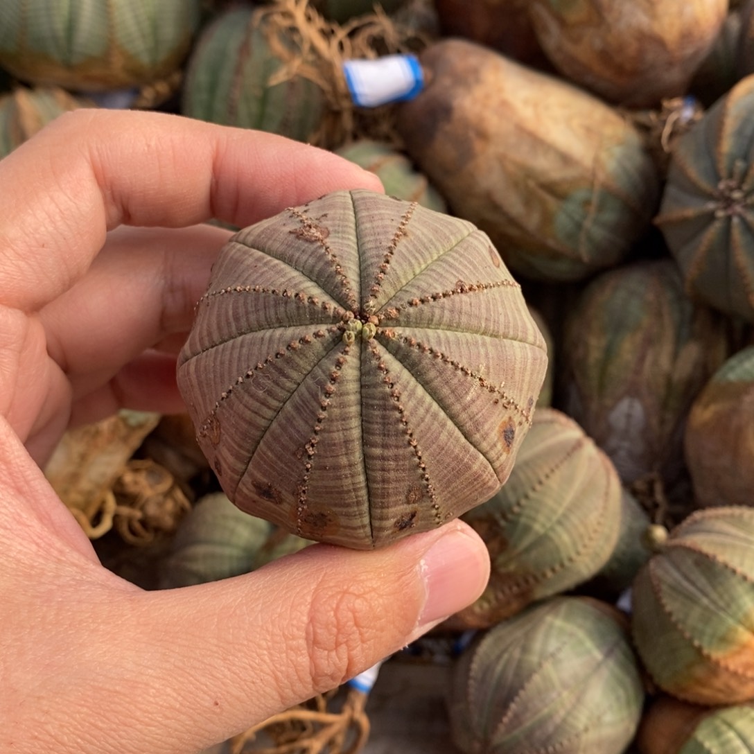 10 欧系实生布纹球多肉植物